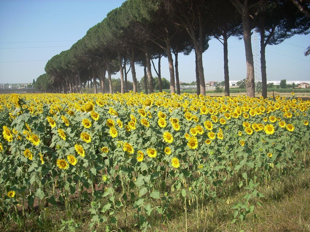 Agriturismo Pantano Borghese Monte Compatri Pokoj fotografie